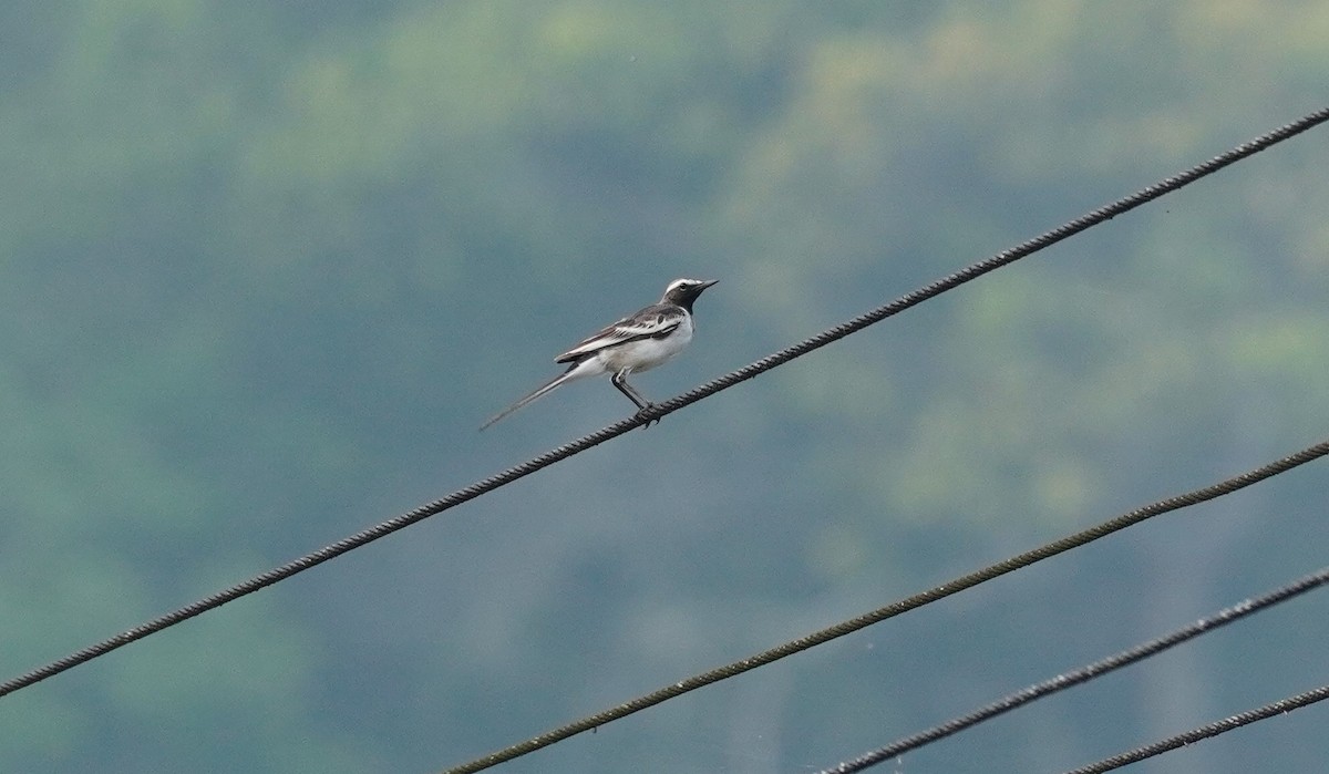 White-browed Wagtail - ML620494980