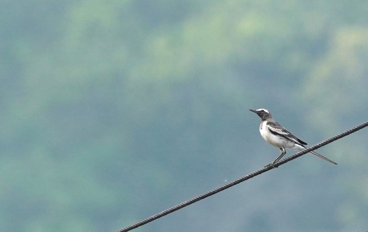 White-browed Wagtail - ML620494981