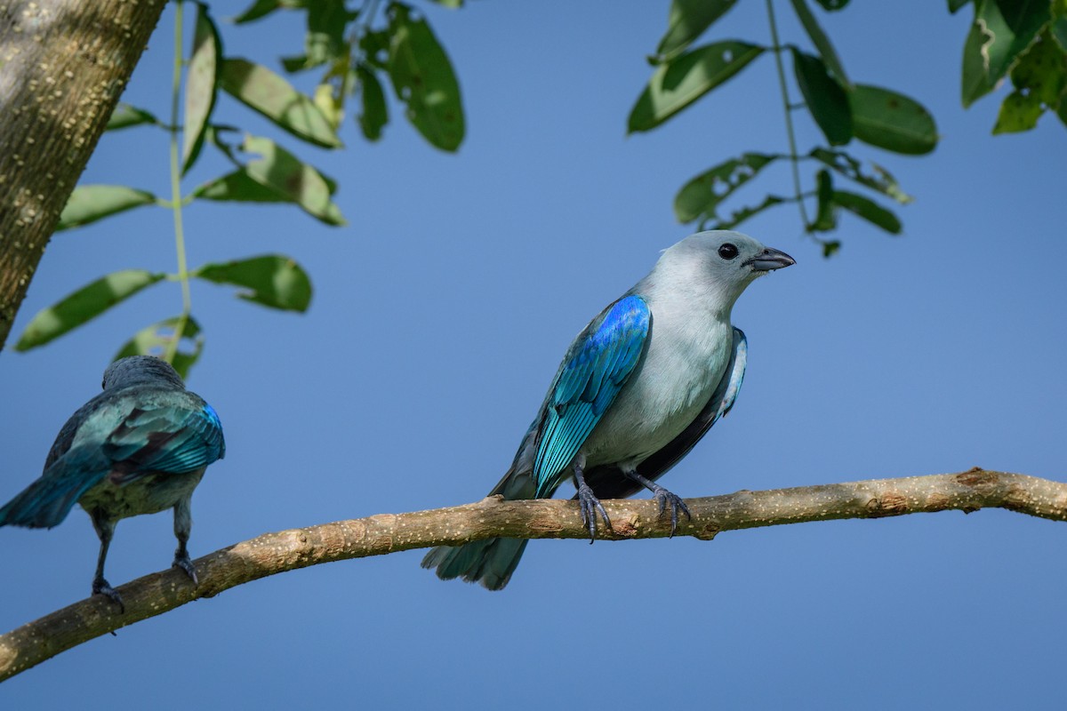 Blue-gray Tanager - ML620494984