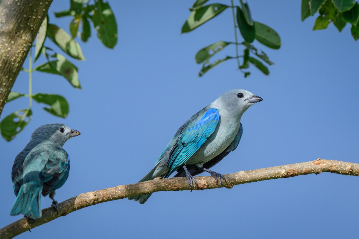 Blue-gray Tanager - ML620494985