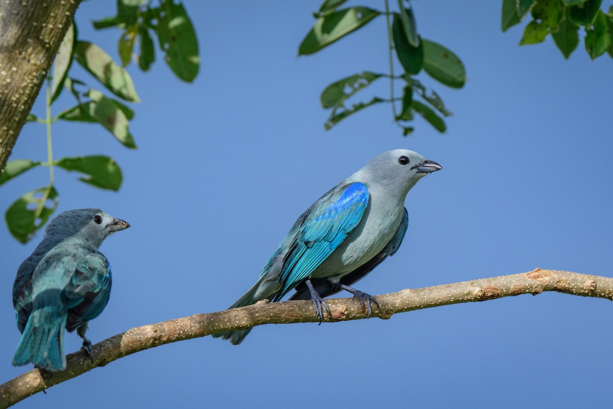 Blue-gray Tanager - ML620494986