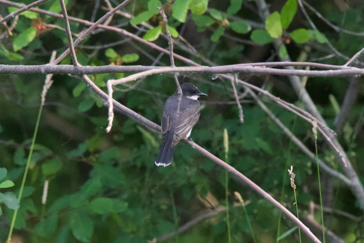 Eastern Kingbird - ML620494987