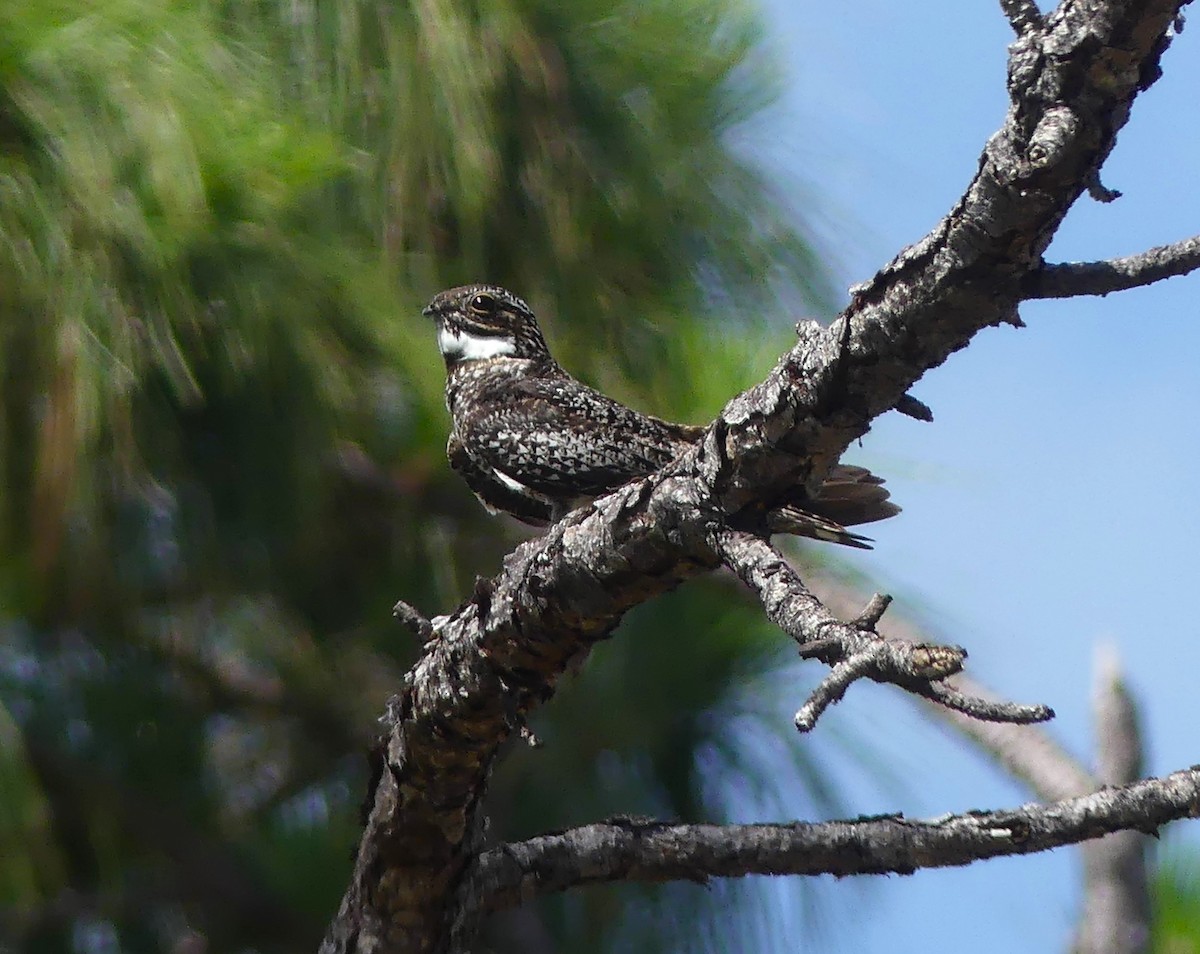 Common Nighthawk - ML620494988