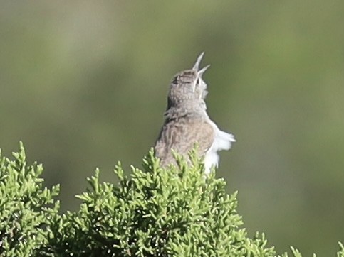 Rock Wren - ML620494990