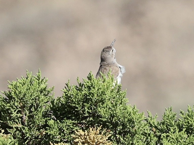 Troglodyte des rochers - ML620494993