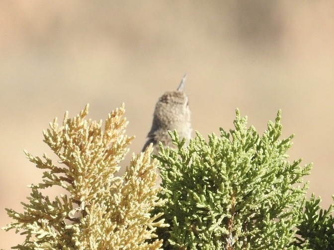 Rock Wren - ML620494994