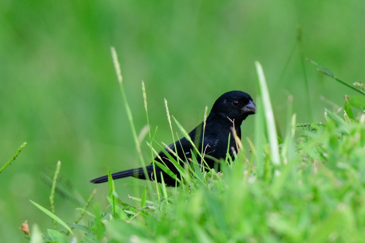 Variable Seedeater - John Kuenzli