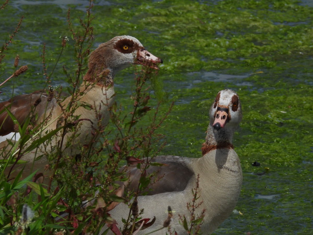 Egyptian Goose - ML620495002