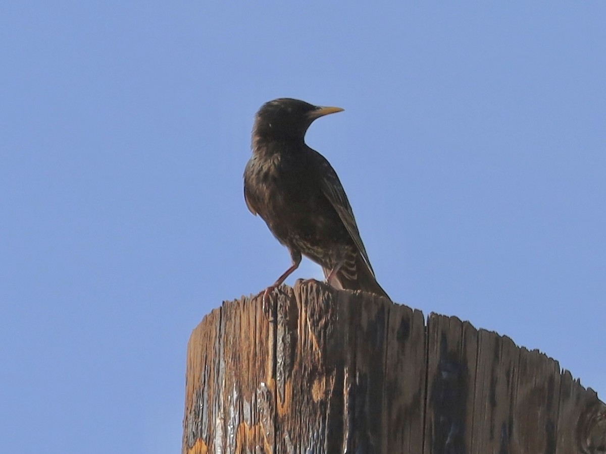 European Starling - ML620495005