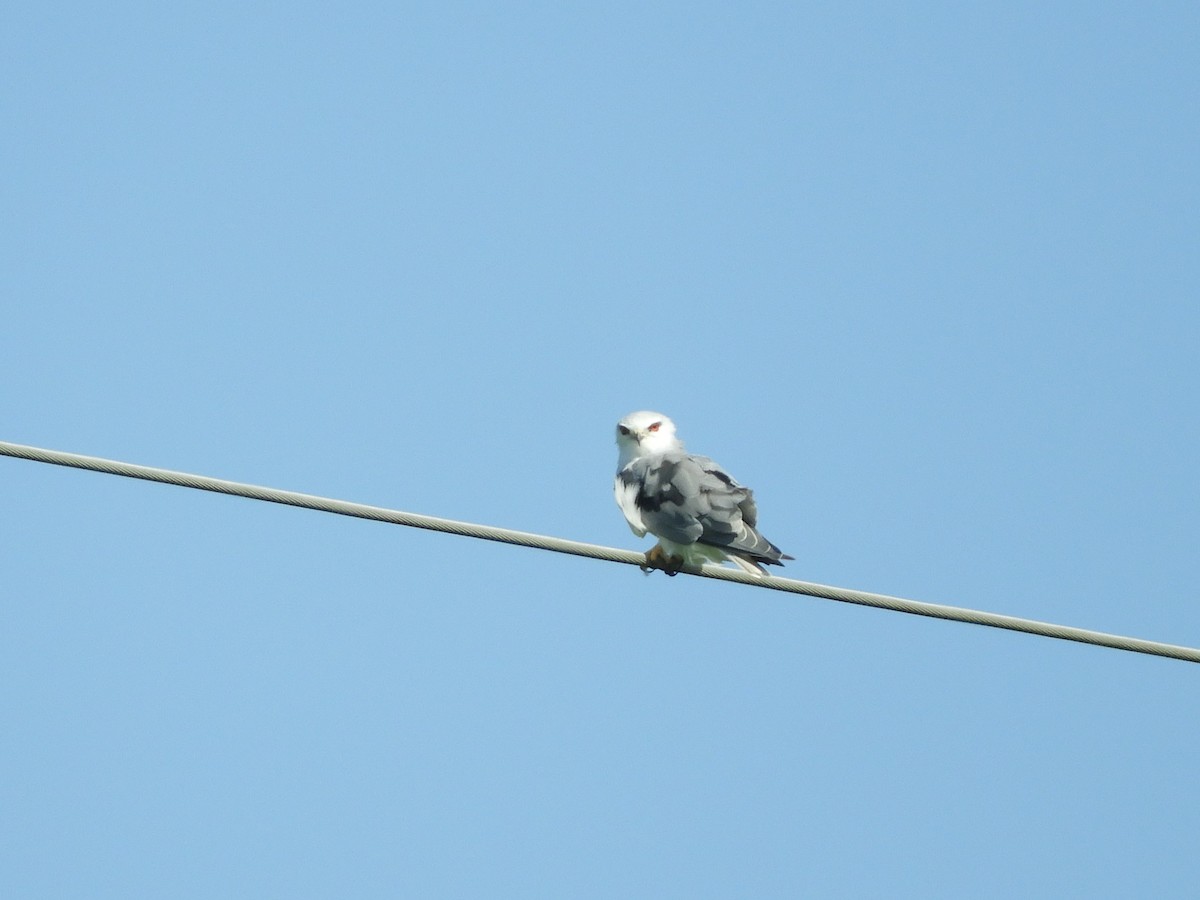 Black-winged Kite - ML620495007