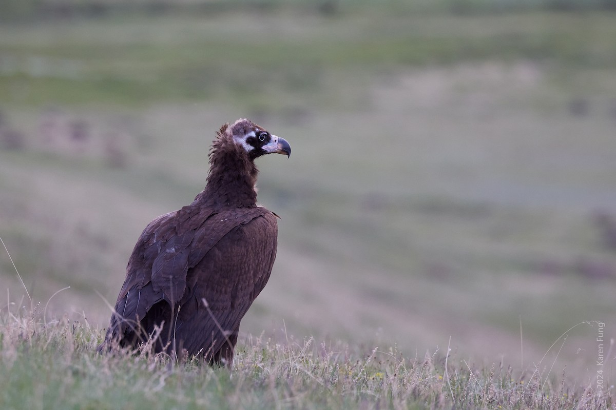 Cinereous Vulture - ML620495008