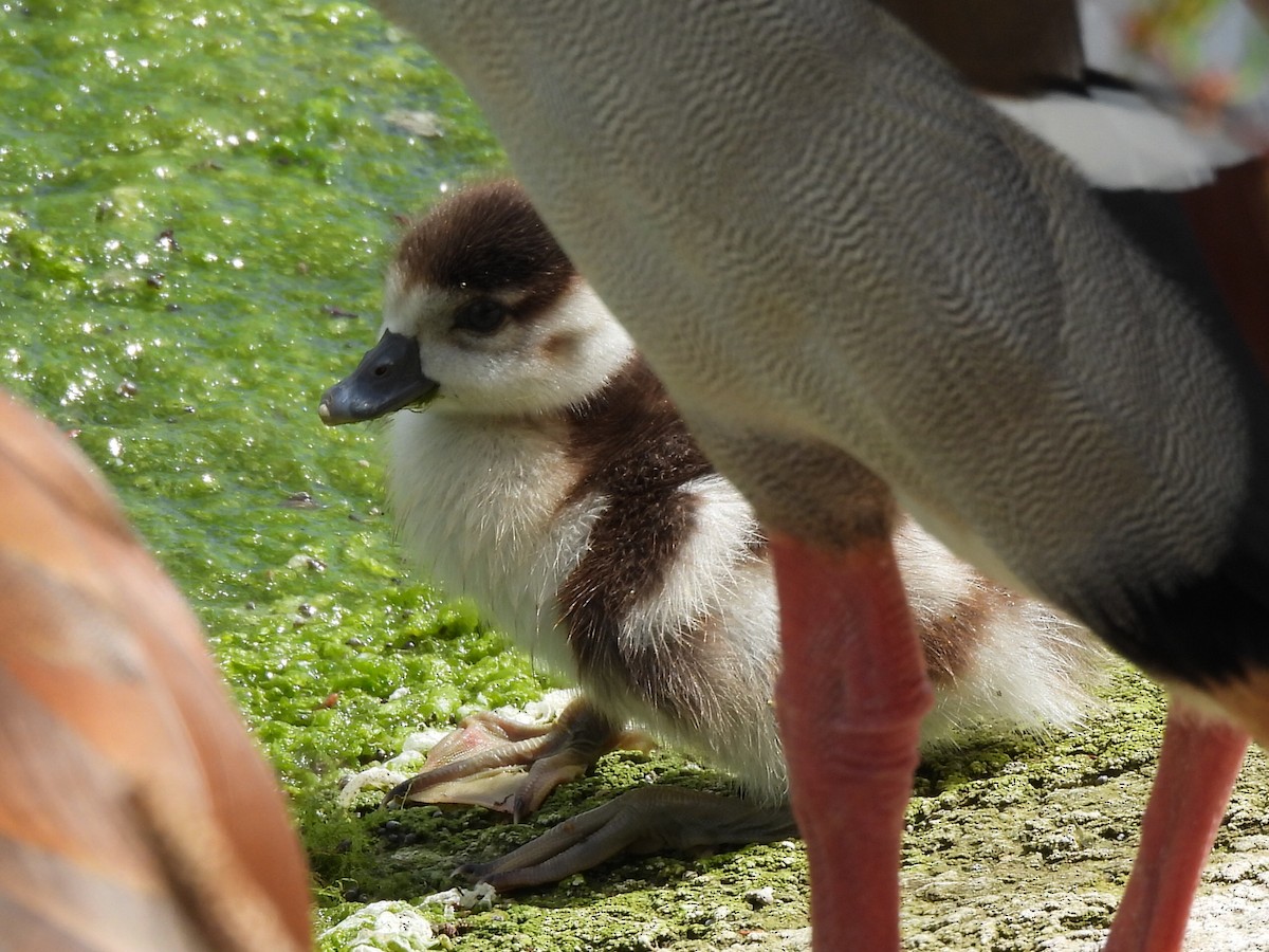 Egyptian Goose - ML620495012