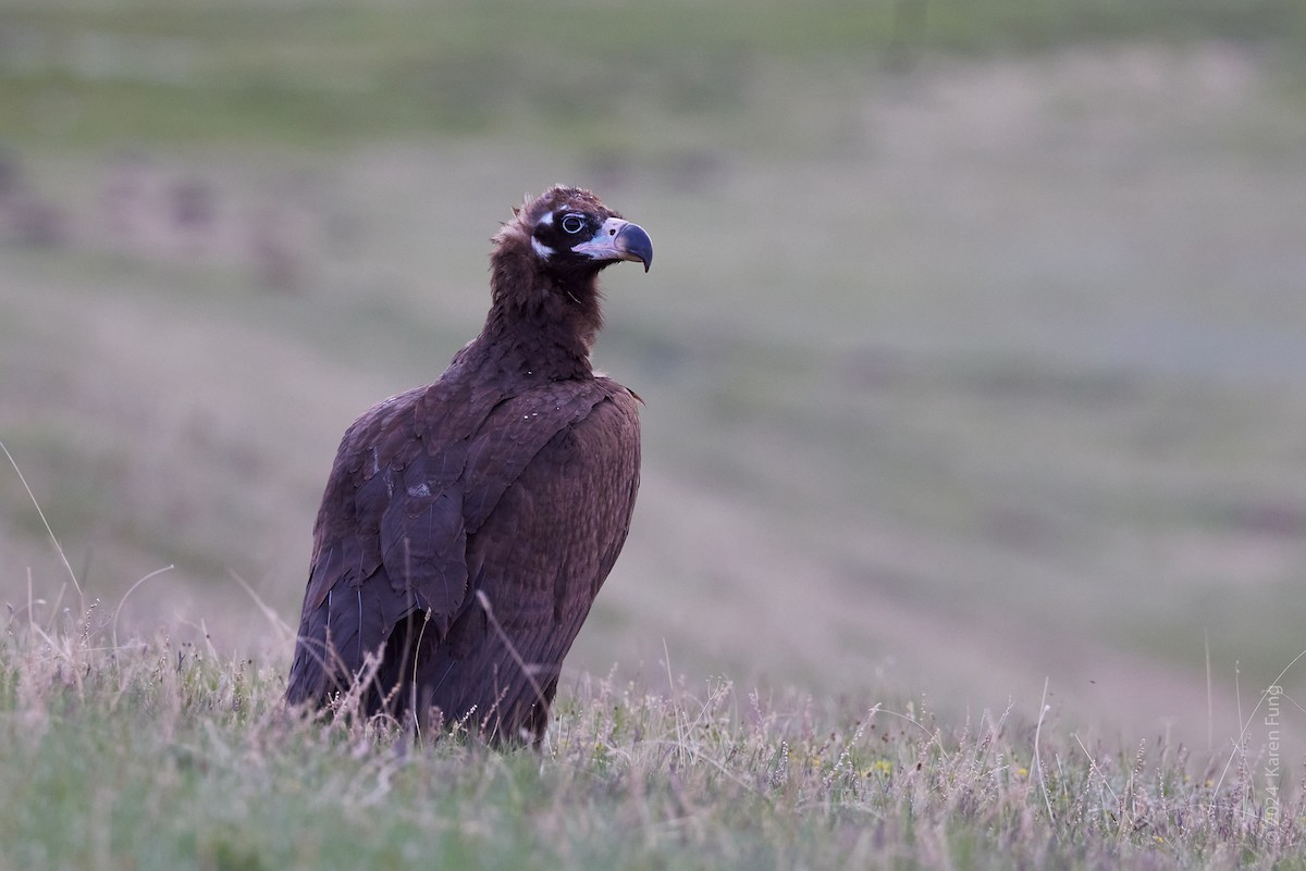 Cinereous Vulture - ML620495015