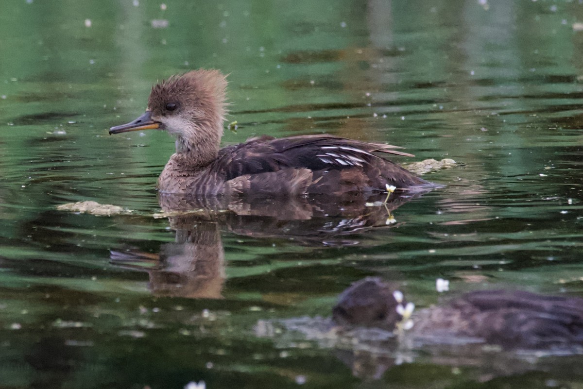 Hooded Merganser - ML620495016