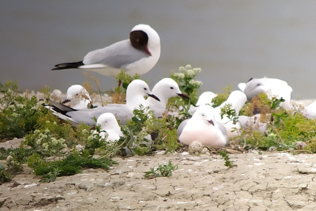 Slender-billed Gull - ML620495017