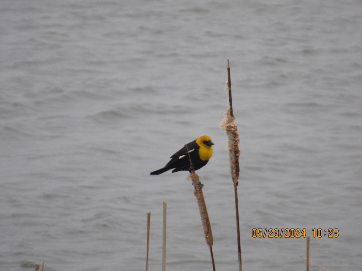 Yellow-headed Blackbird - ML620495018