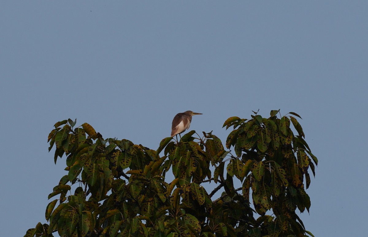 Indian Pond-Heron - ML620495019