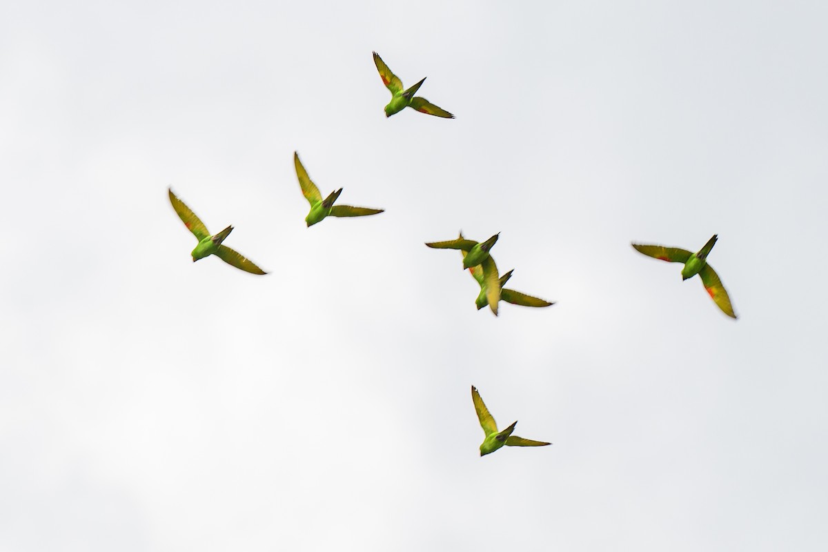 Crimson-fronted Parakeet - ML620495021