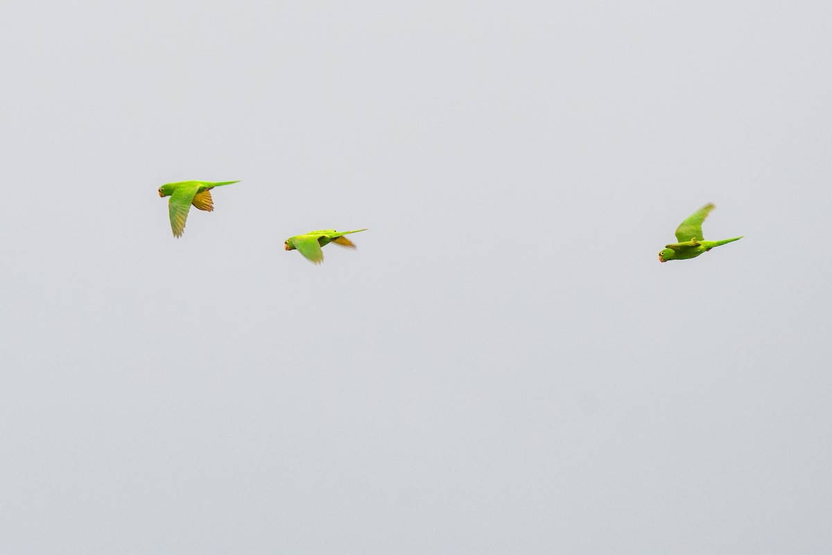 Crimson-fronted Parakeet - ML620495023