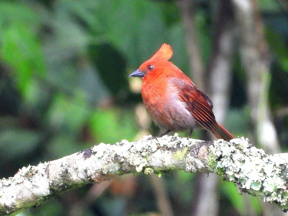 Crested Ant-Tanager - ML620495029
