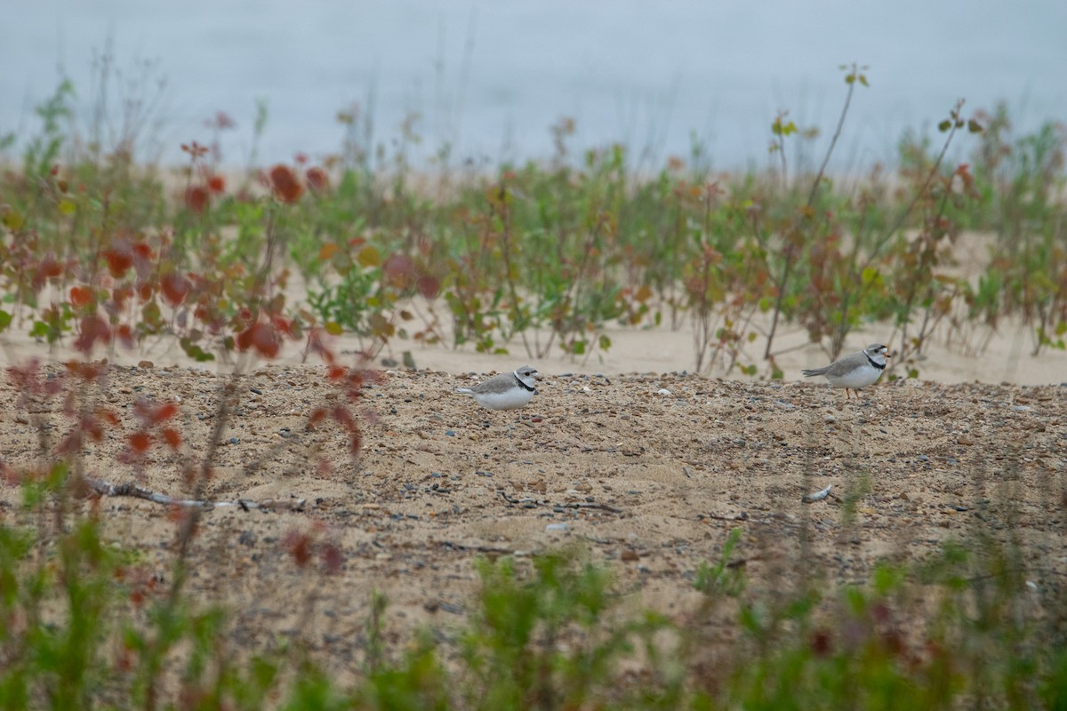 Piping Plover - ML620495030