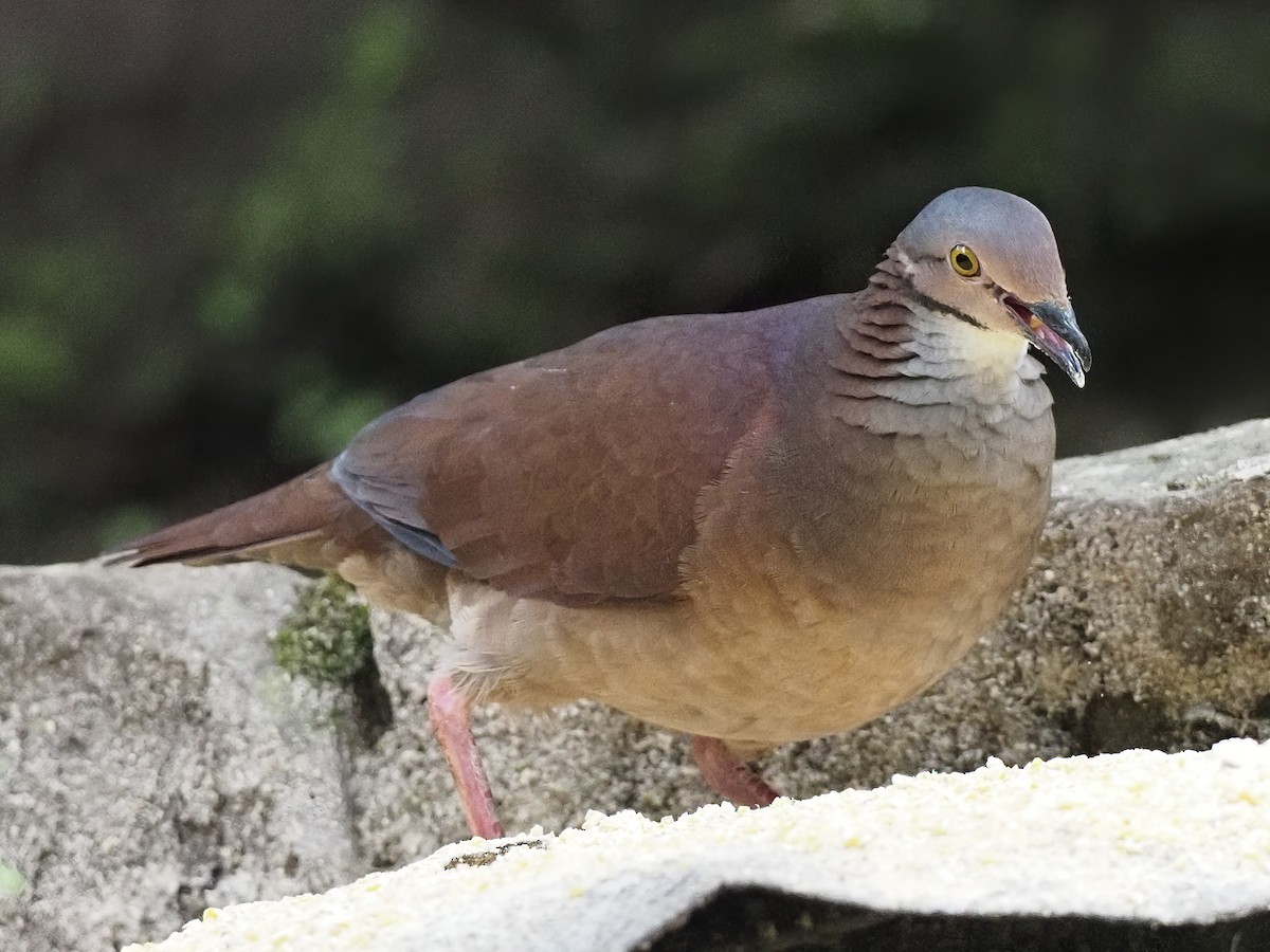 Dark-backed Wood-Quail - ML620495031