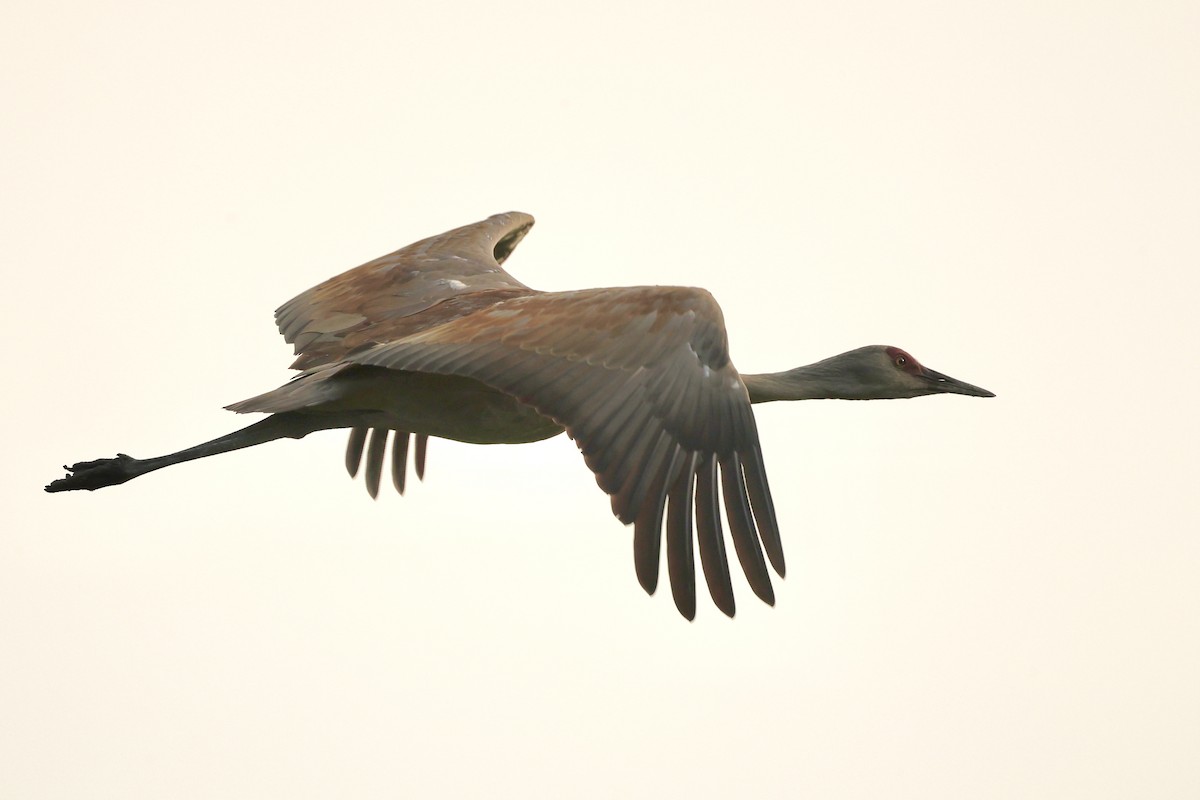 Sandhill Crane - ML620495032