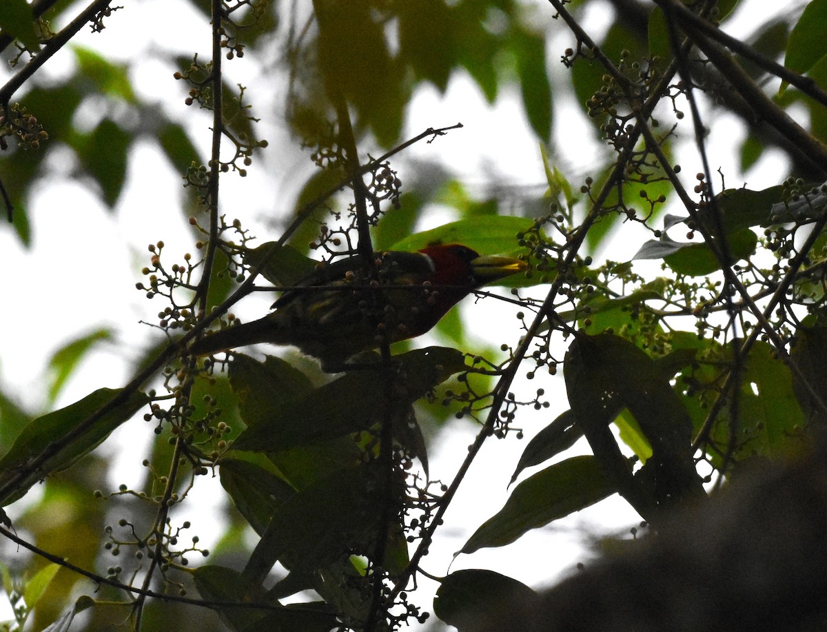 Red-headed Barbet - ML620495033