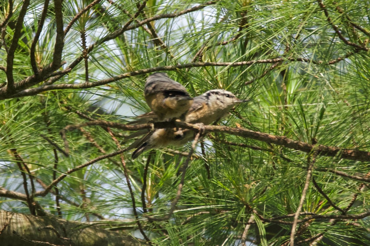 Red-breasted Nuthatch - ML620495039