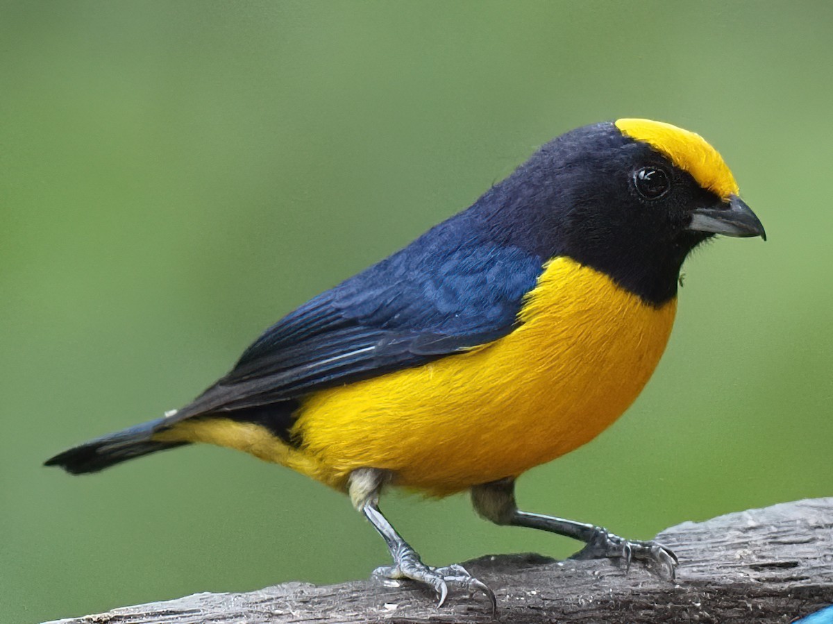 Orange-bellied Euphonia - ML620495041