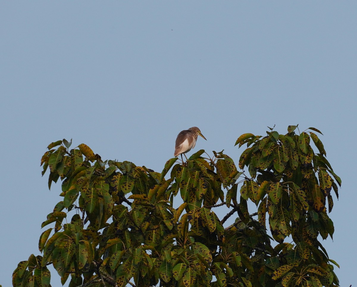 Indian Pond-Heron - ML620495044