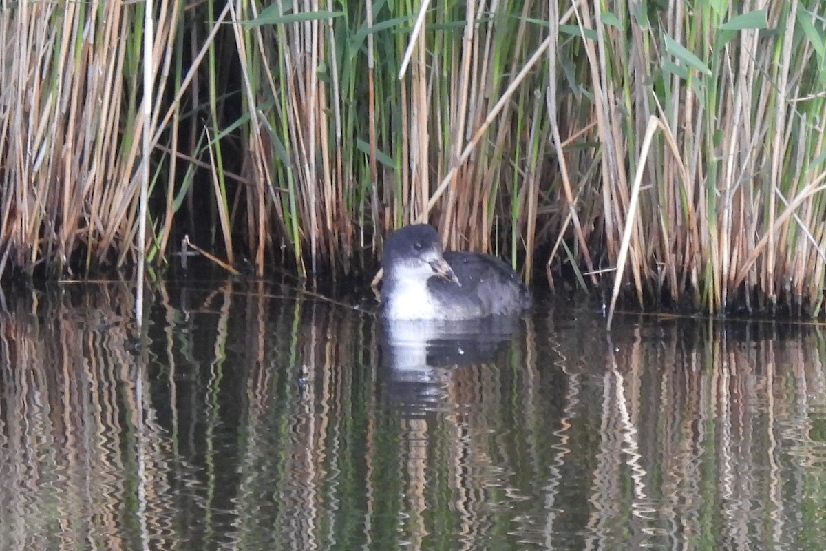 Eurasian Coot - ML620495049