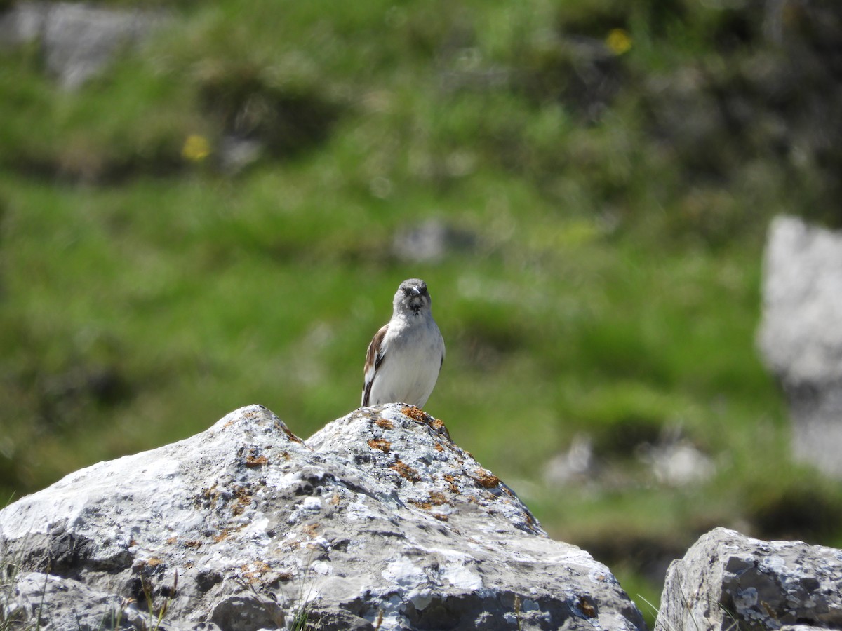 pěnkavák sněžný - ML620495050