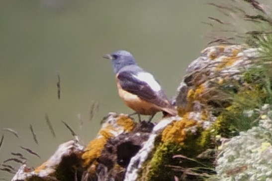 Rufous-tailed Rock-Thrush - ML620495051