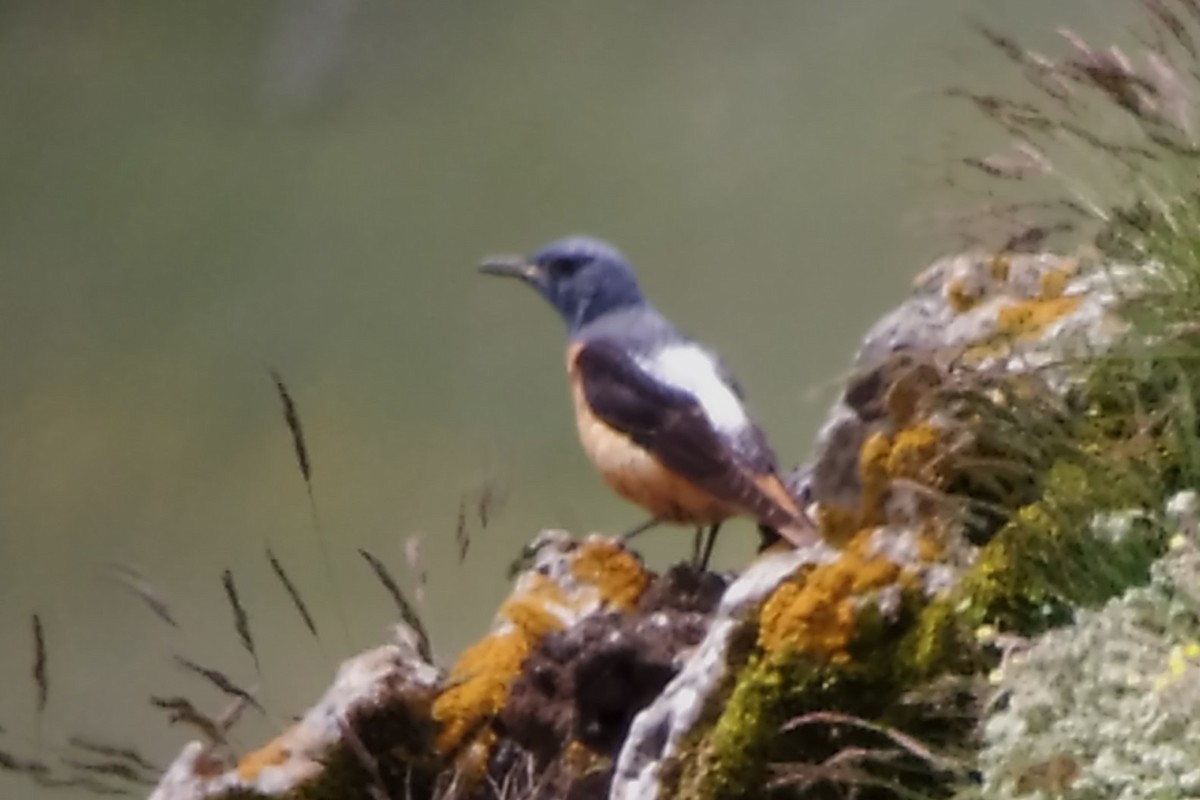 Rufous-tailed Rock-Thrush - ML620495052