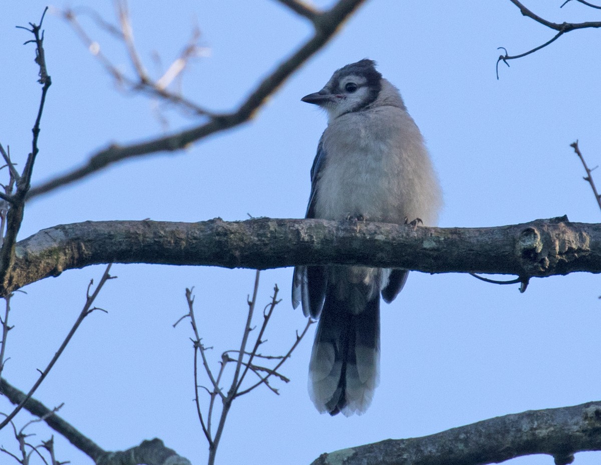 Blue Jay - ML620495057