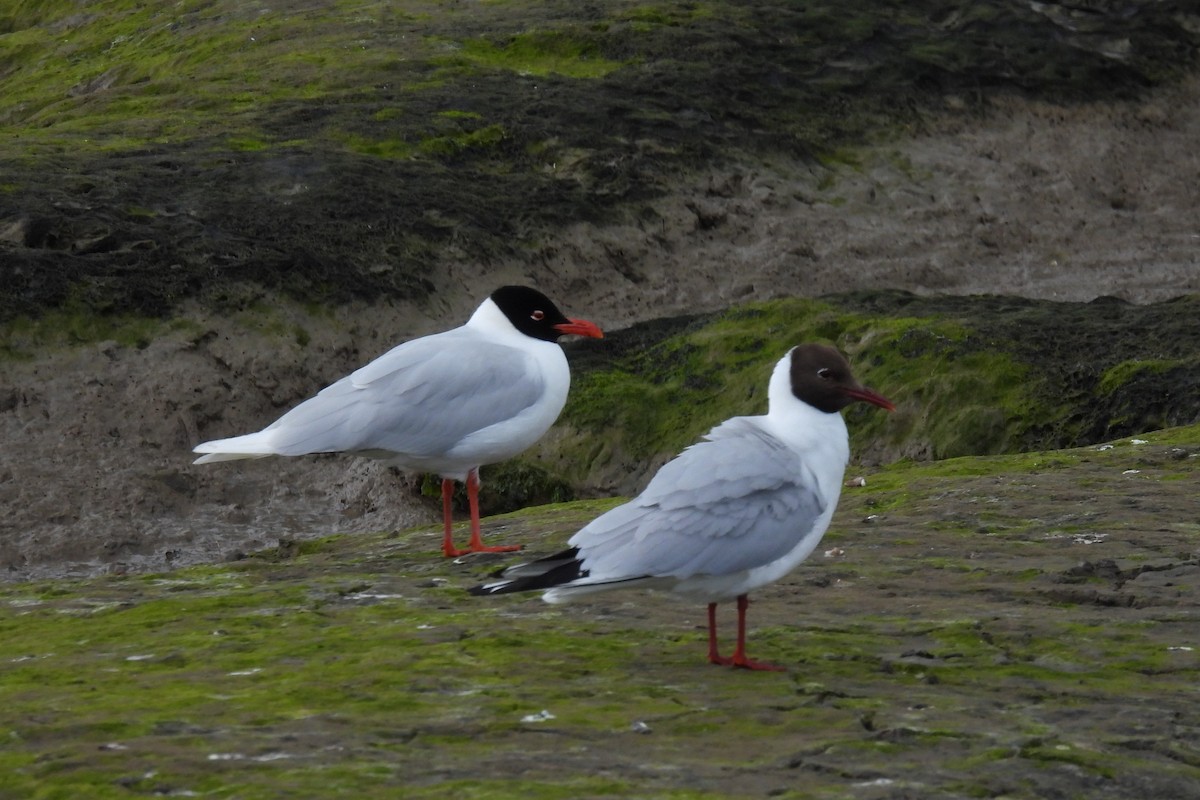 Mouette mélanocéphale - ML620495062