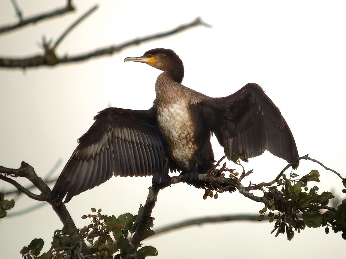 Great Cormorant - Peter Milinets-Raby