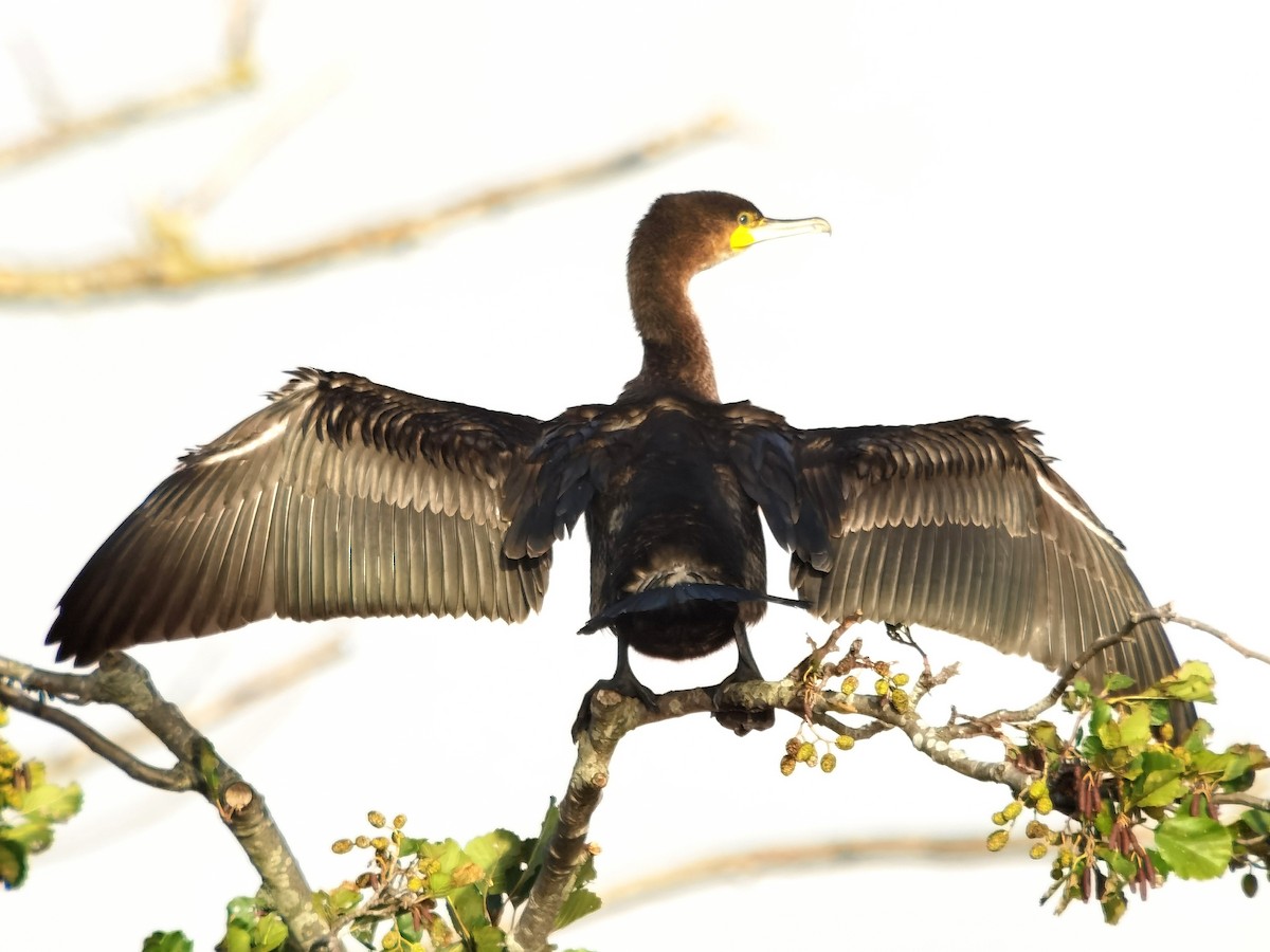 Great Cormorant - ML620495066