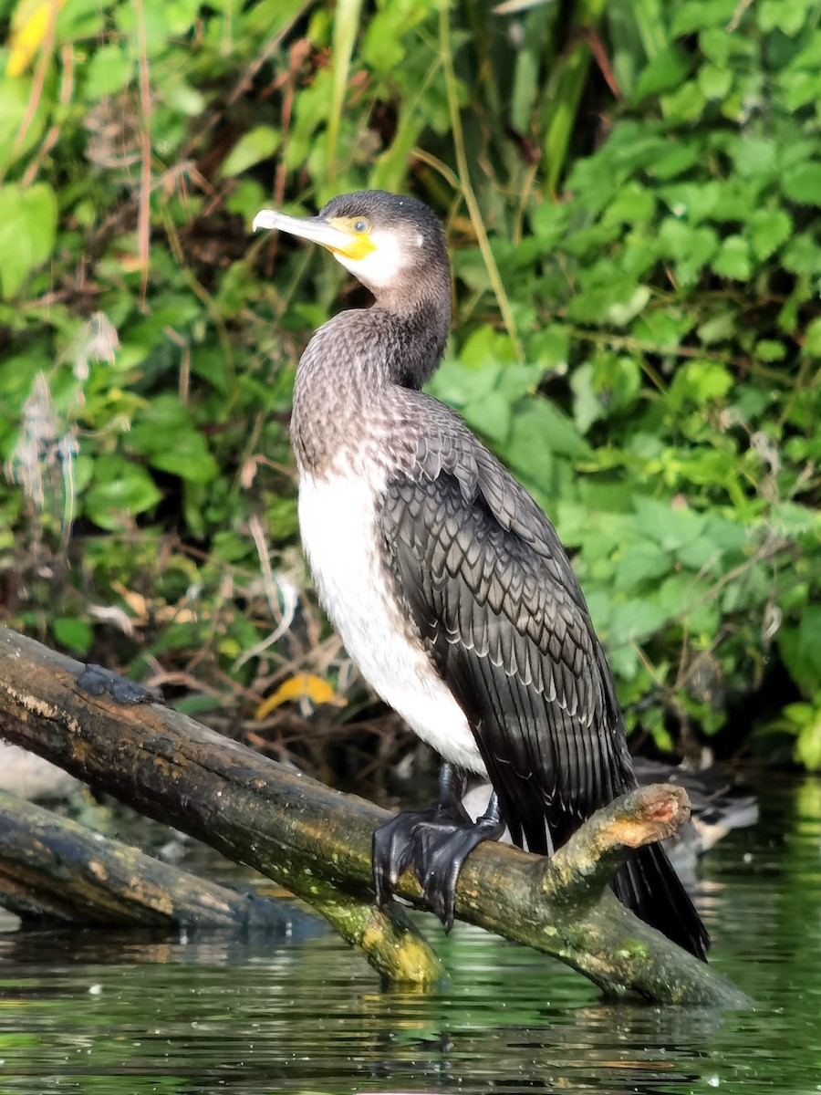 Great Cormorant - ML620495068