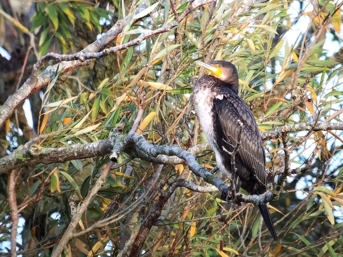 Great Cormorant - ML620495072