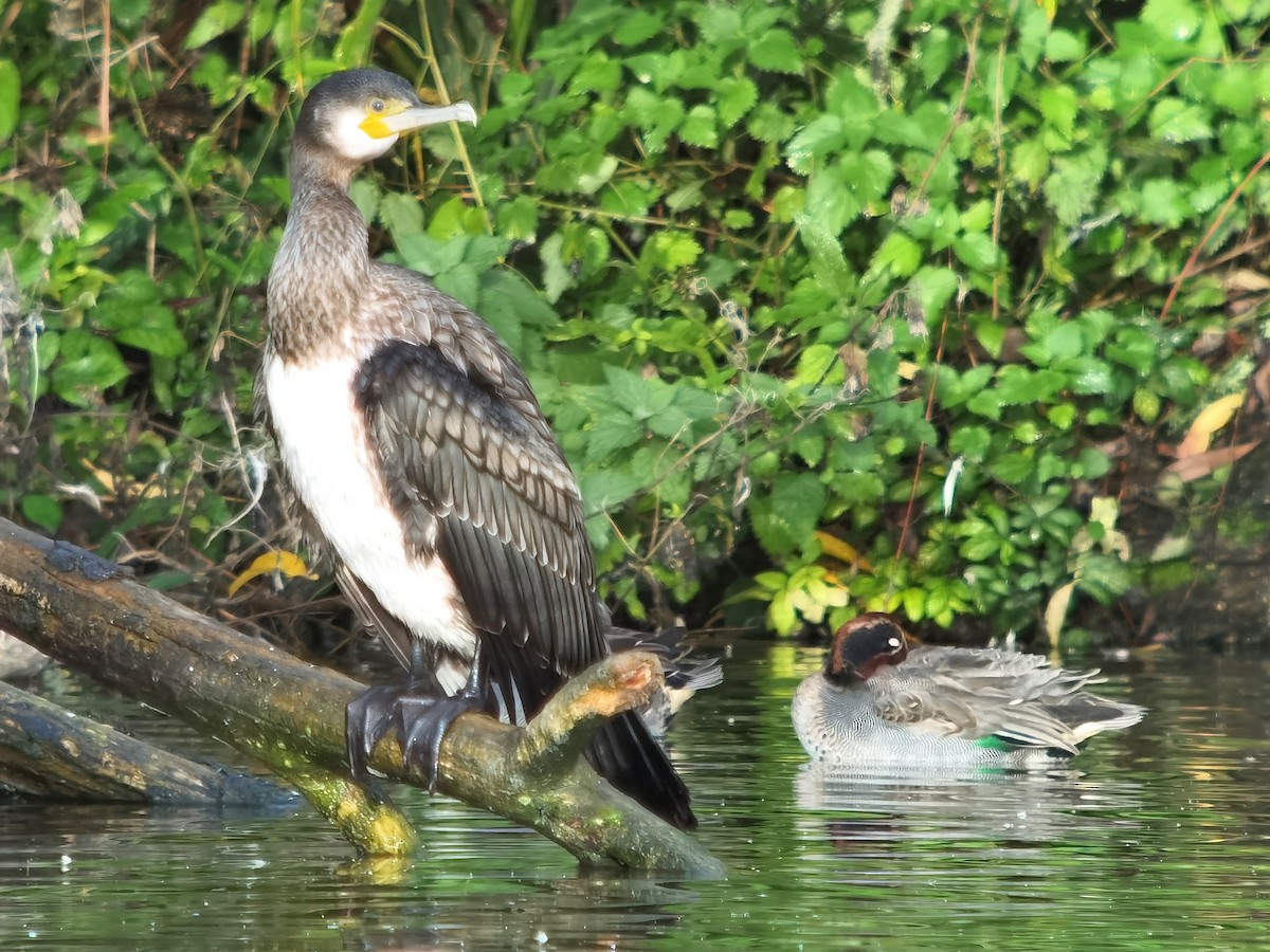 Great Cormorant - Peter Milinets-Raby