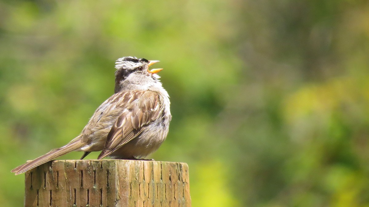 White-crowned Sparrow - ML620495074