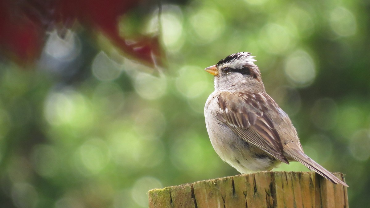 White-crowned Sparrow - ML620495076