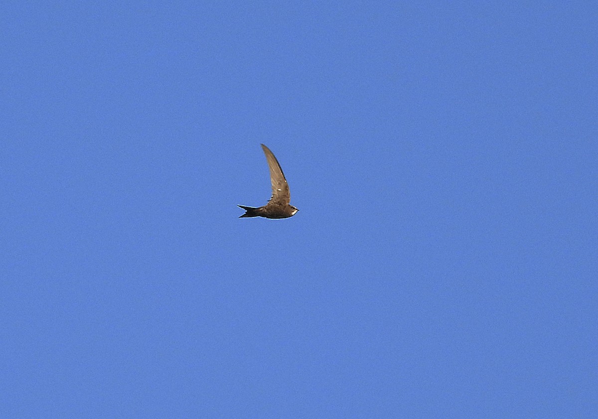 Pallid Swift - ML620495079