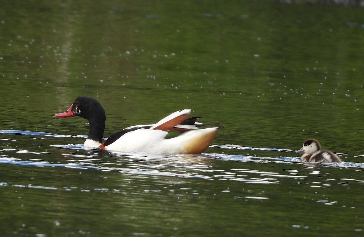 Common Shelduck - ML620495082