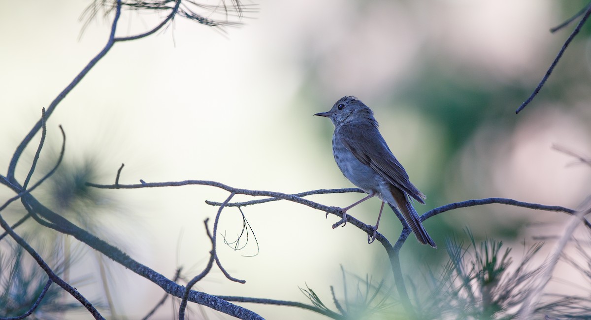 Hermit Thrush - ML620495084