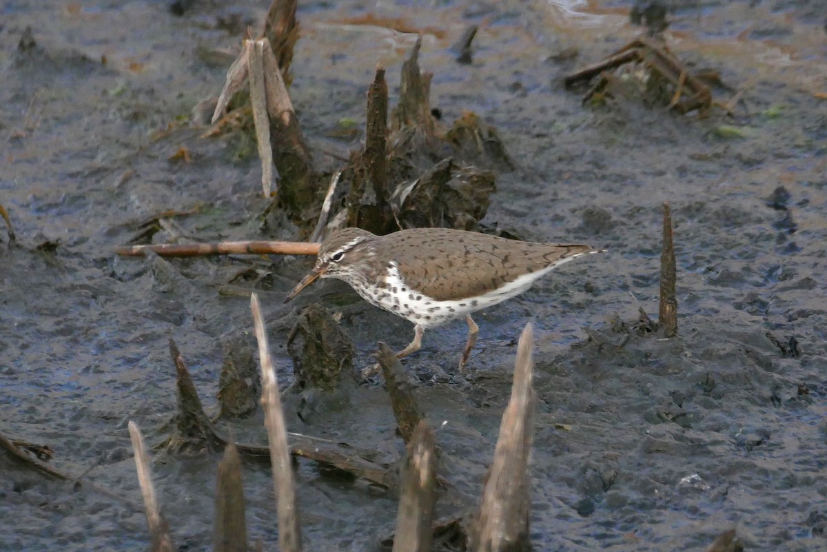 Spotted Sandpiper - Sandeep Biswas