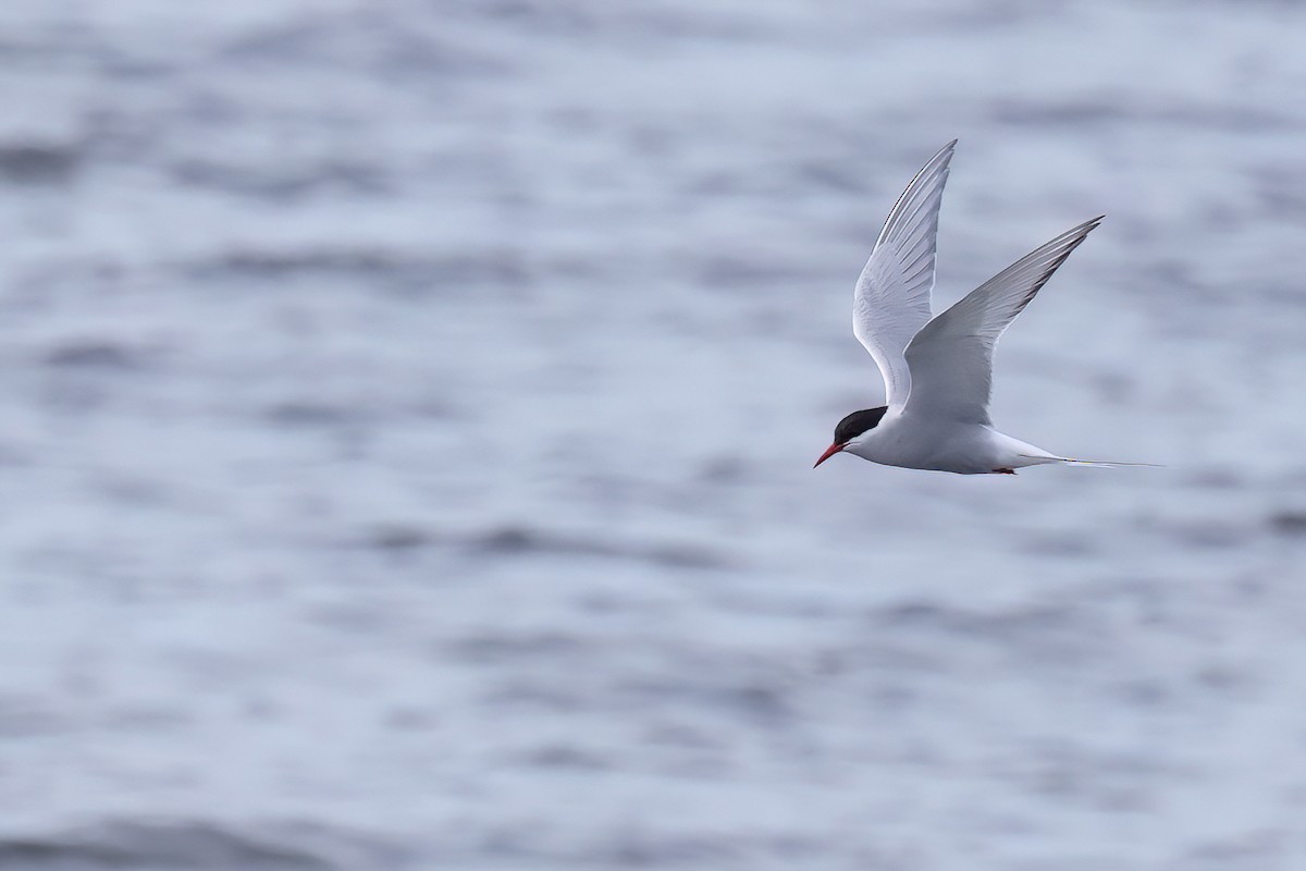 Arctic Tern - ML620495089