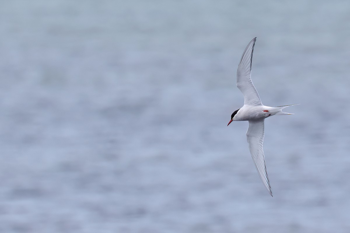 Arctic Tern - ML620495090